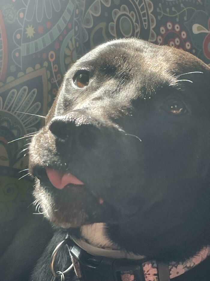 A dog with a goofy expression and tongue sticking out, capturing a funny malfunction moment.
