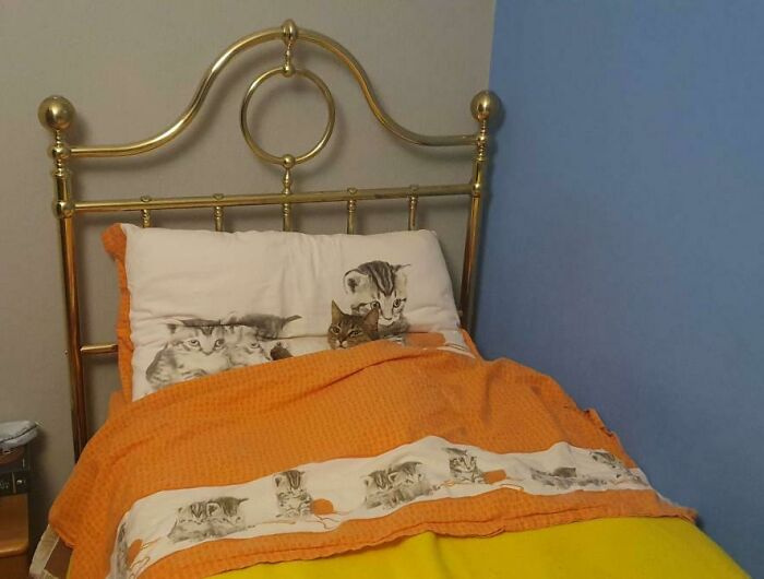 Cat in bed with a cat-themed blanket, showcasing funny camera roll finds.