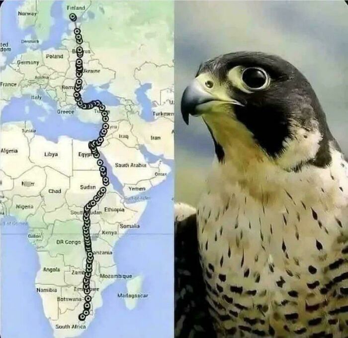 Map of a falcon's migration route from Finland to South Africa next to a close-up of the falcon's face.