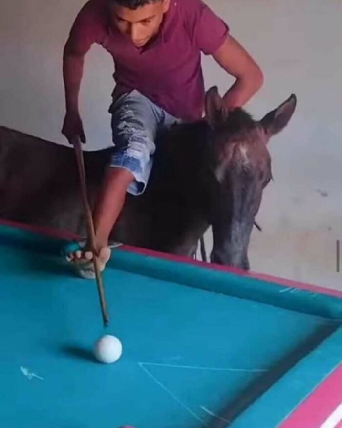Hombre montado en un burro jugando billar con palo y bola sobre mesa azul en escena divertida que causa risa.