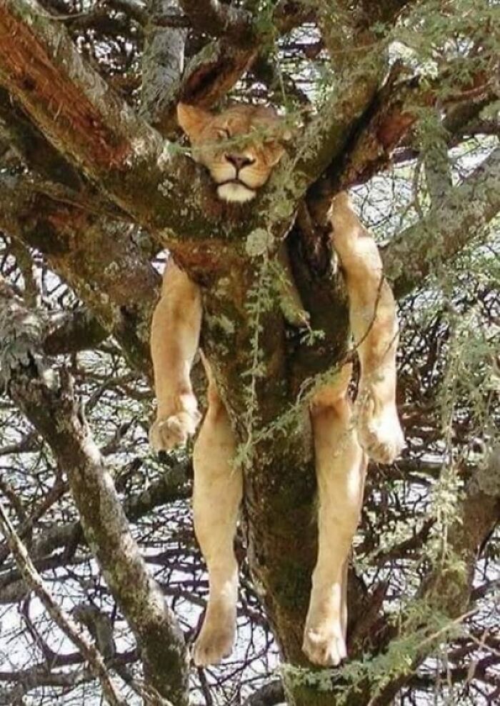 Leona descansando en un árbol, demostrando cómo la naturaleza puede sorprendernos.