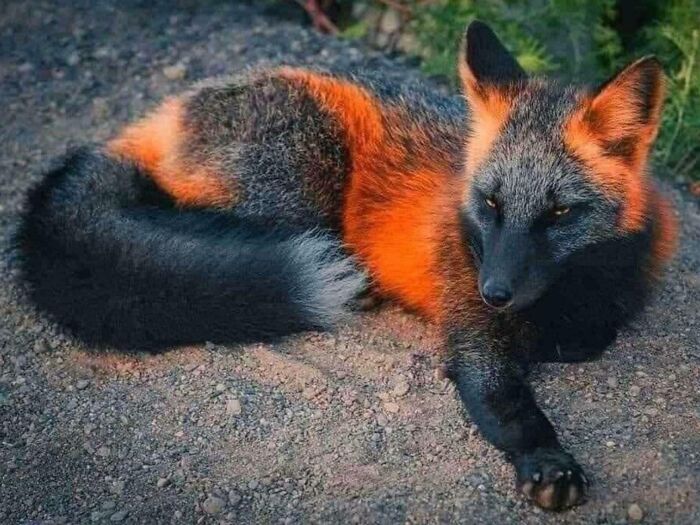 This Is A Melanistic Fox