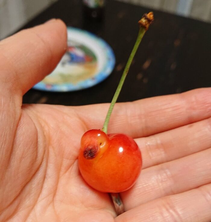 A cherry resembling a bird shape, demonstrating pareidolia, held in a hand with blurry background.
