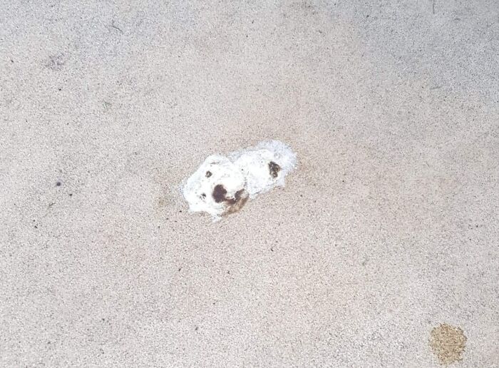 Concrete surface with a white stain resembling a dog's face, illustrating pareidolia.