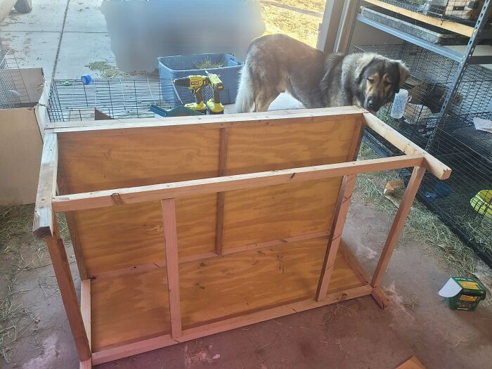 Wooden table upside down in garage, with tools and a dog nearby.
