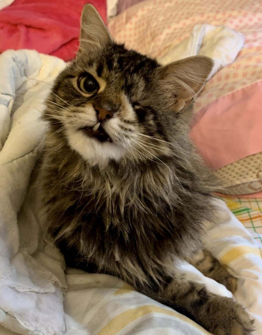 Fluffy one-eyed cat with unique genetic mutation, lying on colorful bedding.