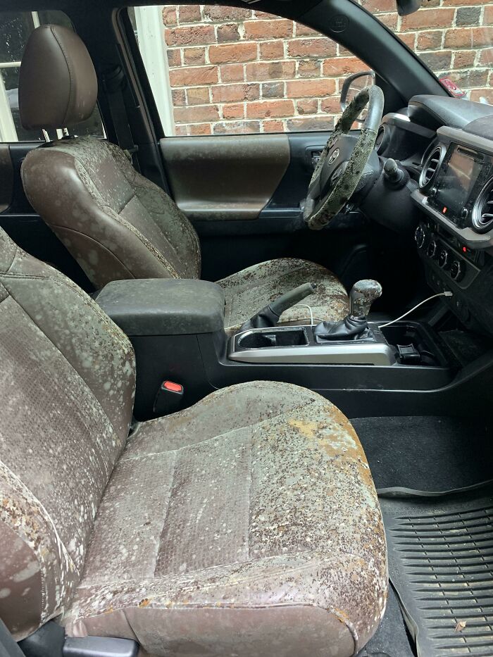 Mold covering car interior seats and steering wheel, highlighting nature disaster resilience challenges.