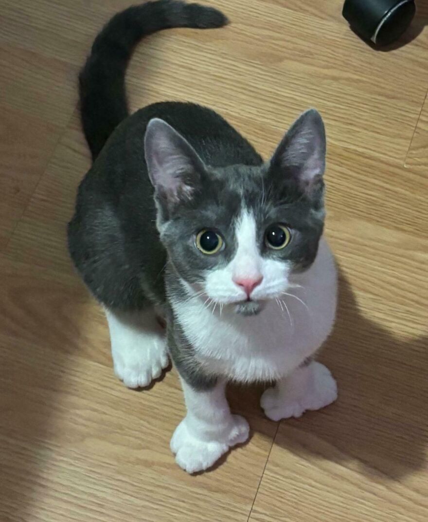 Cat with unique genetic mutations, featuring extra toes, sitting on wooden floor.