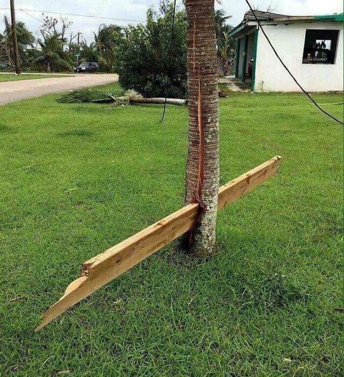 Wooden plank embedded in a tree trunk, illustrating nature disaster resilience in a green landscape.