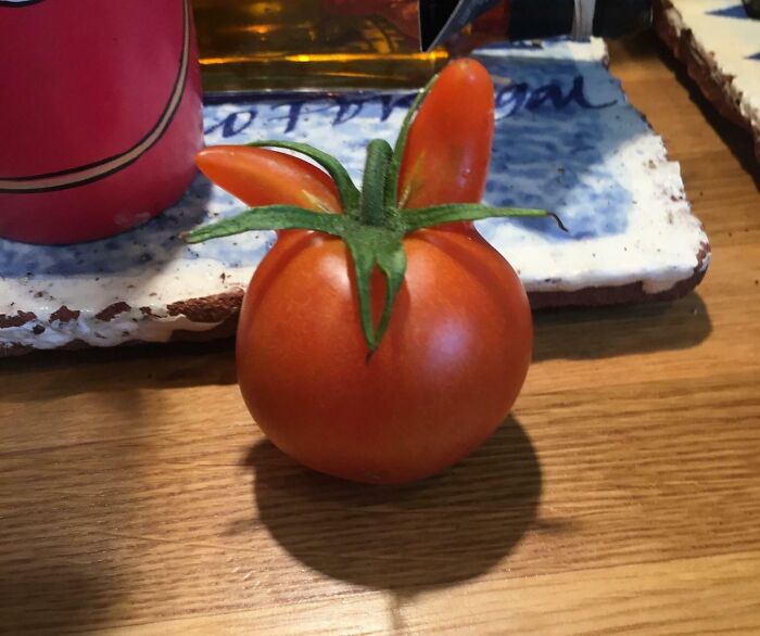 Unusual tomato resembling a rabbit due to pareidolia, placed on a wooden table.