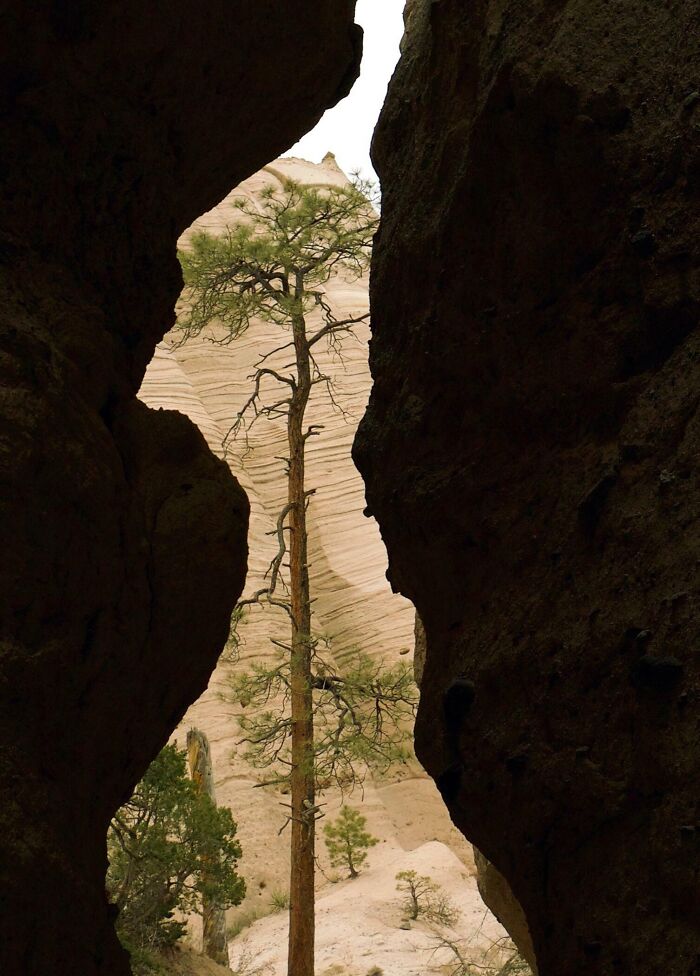 Rock formations creating a face-like illusion with a tree visible in the background, showcasing pareidolia effects.