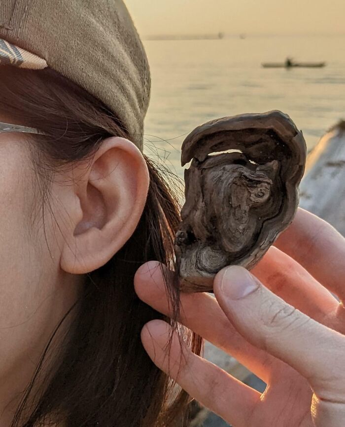 Person holding a wood piece resembling an ear next to their own ear, illustrating pareidolia.