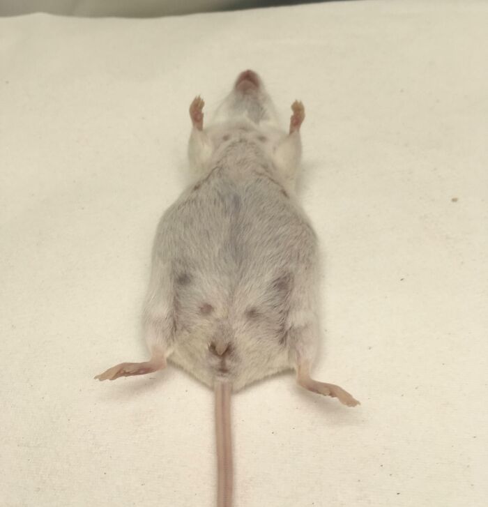 A mouse's back seen from above, illustrating pareidolia with a face-like pattern.