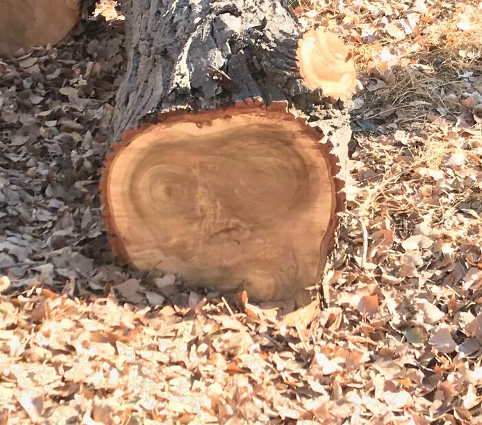 Log with pareidolia effect, showing a face-like pattern in the tree rings, surrounded by fallen leaves.