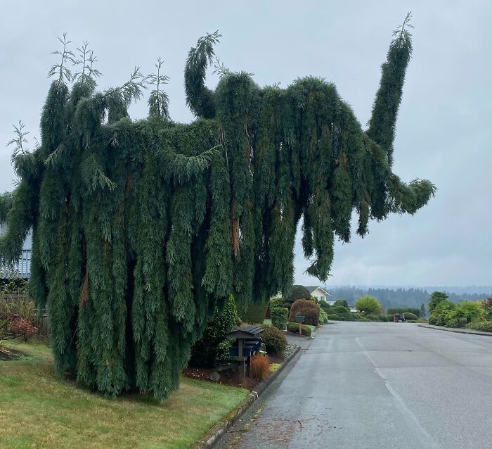Tree resembling an elephant standing near the roadside, showcasing pareidolia.