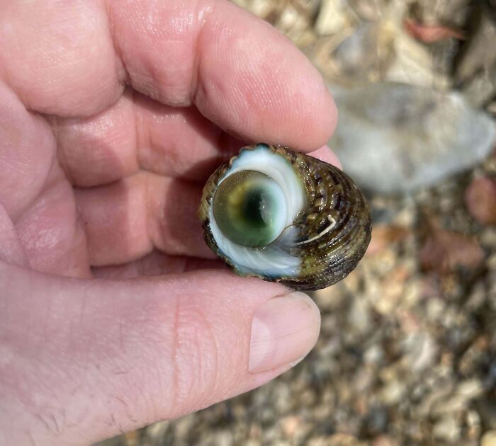 Close-up of a hand holding a seashell that resembles an eye, showcasing pareidolia.