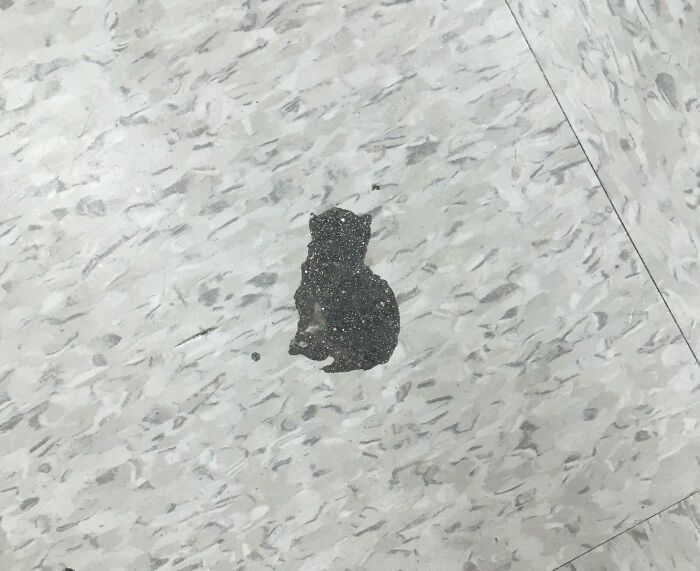 Dark spot on the floor resembling a cat silhouette, showcasing pareidolia.