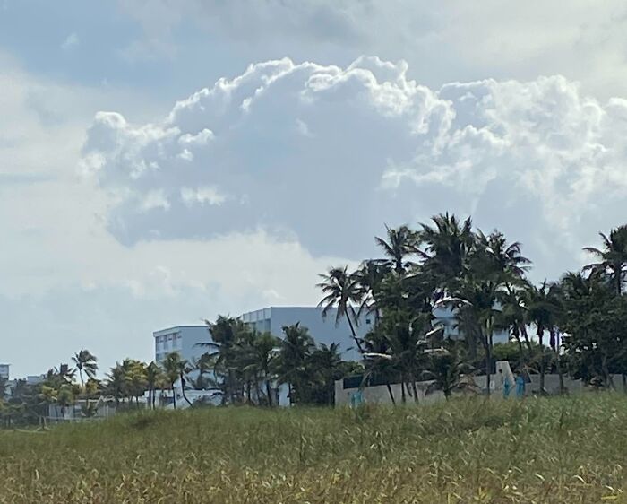 Cloud resembling an animal over palm trees and buildings, showcasing pareidolia effect.