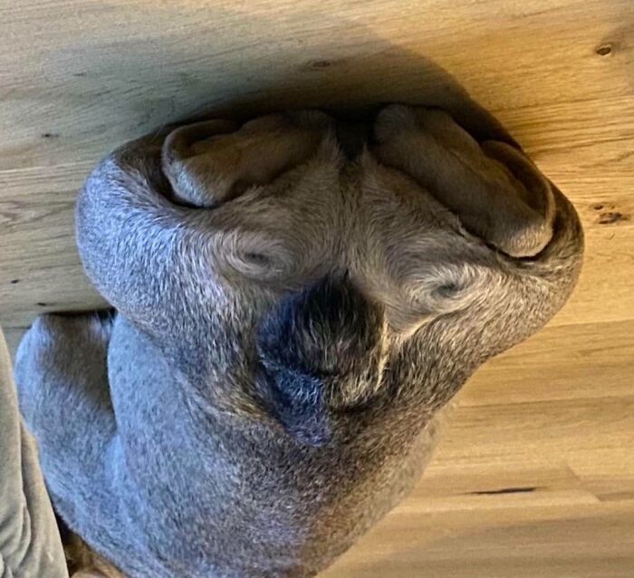 Dog lying on the floor resembling a human face due to pareidolia.