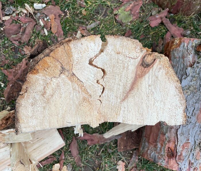 Tree log with face-like pattern, showcasing pareidolia in nature on grassy background.