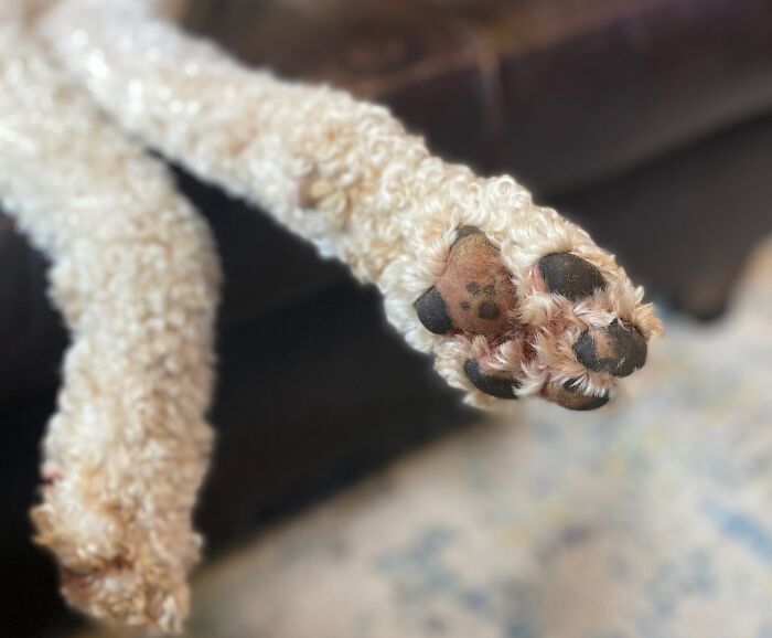 Fluffy dog's leg resembling broccoli, illustrating pareidolia.