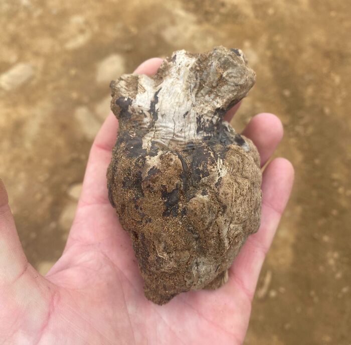 A hand holding a rock with a unique shape resembling a heart, illustrating pareidolia.