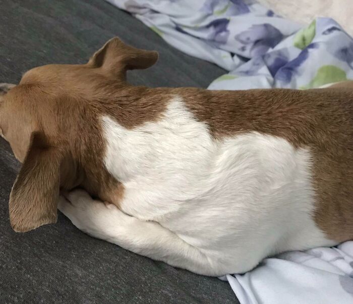 Dog lying down with fur pattern resembling a bird shape, illustrating pareidolia.