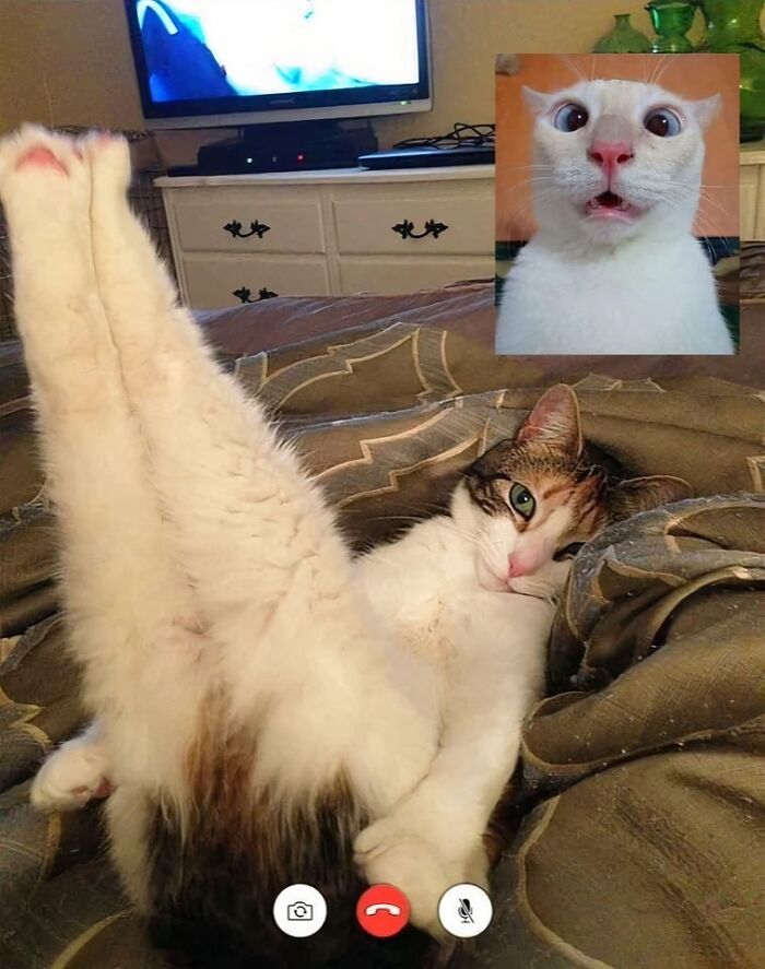 Cats in a video call, portraying long-distance love humorously with one lying relaxed and the other looking surprised.