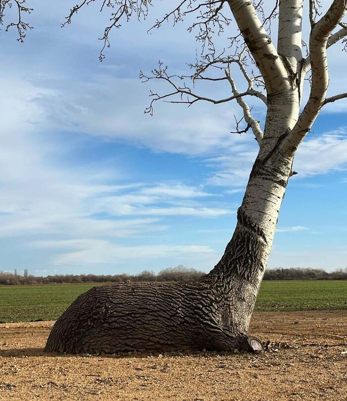 A tree shaped like a resting animal, showcasing pareidolia effects in nature.