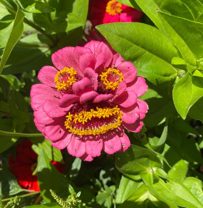 Pink flower with petal arrangement resembling a face, illustrating pareidolia amidst green foliage.