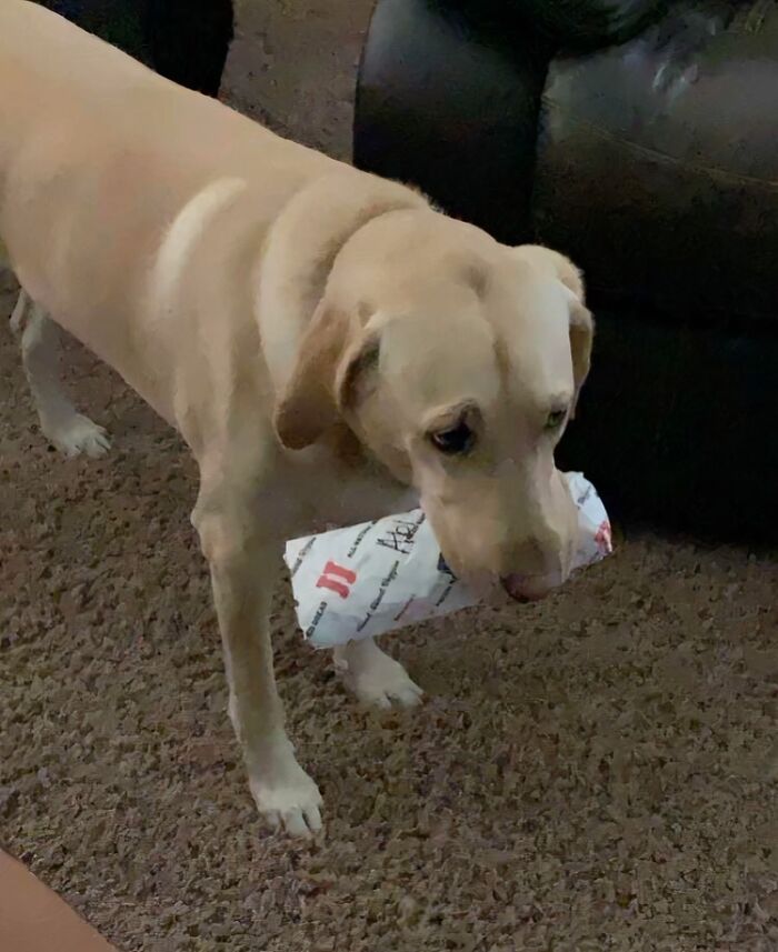 Dog carrying a wrapped sandwich, illustrating long-distance love through a thoughtful gesture.