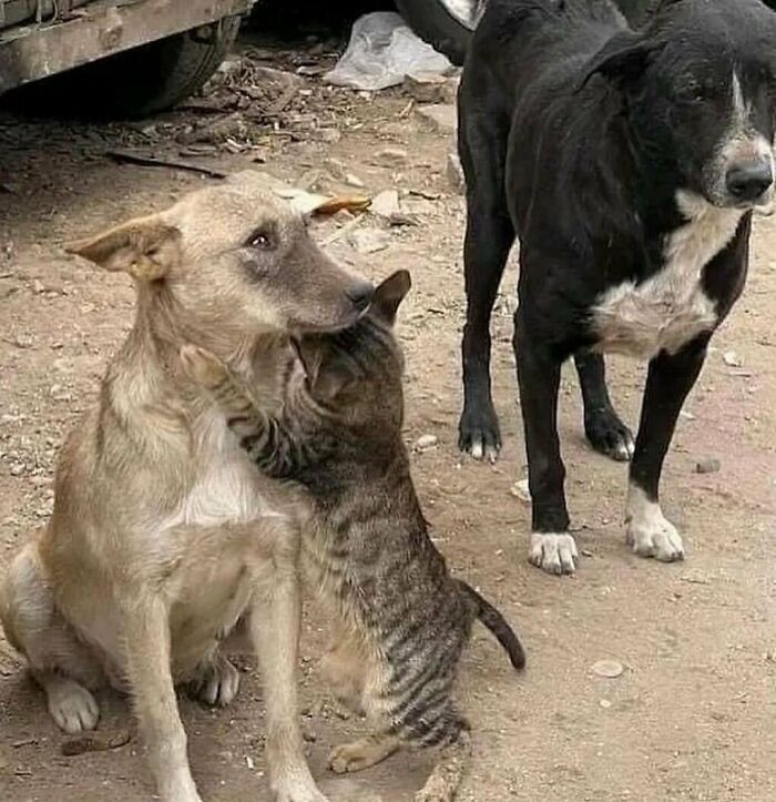 Dog comforting cat with another dog present, symbolizing nature disaster resilience through animal companionship.