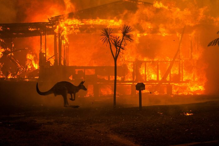 Kangaroo fleeing bushfire, illustrating challenges in nature disaster resilience.