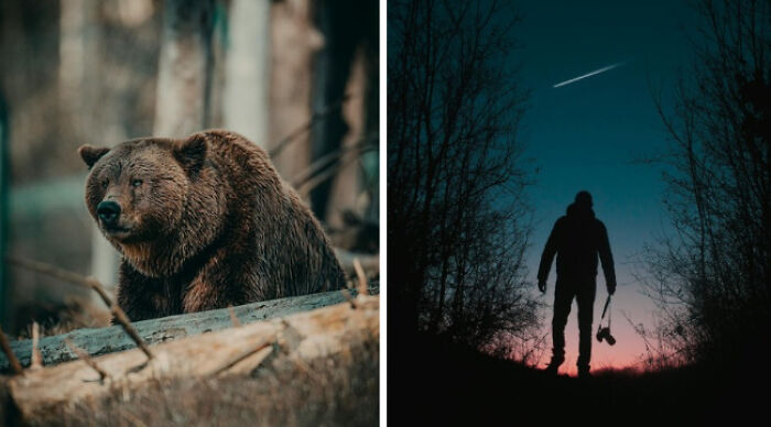 Bear in the forest and silhouette of a person at dusk, representing impossible choices in nature.