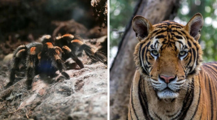 Tarantula on left and tiger on right, representing impossible choices between spending time in a forest with wildlife.