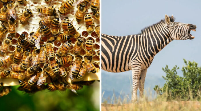 Bees swarming a hive next to a zebra standing in an open field.