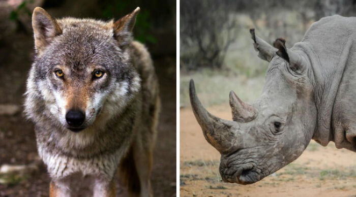 Wolf and rhino in their habitats, highlighting impossible choices in nature.