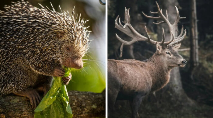 Porcupine eating a leaf beside a majestic stag in a forest setting.