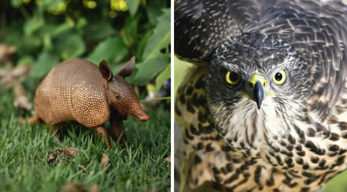 Armadillo on grass and hawk staring intensely; a forest night choice between wild animals.
