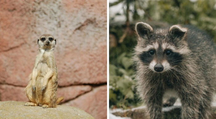 Meerkat on rock beside curious raccoon in forest setting, illustrating impossible choices.