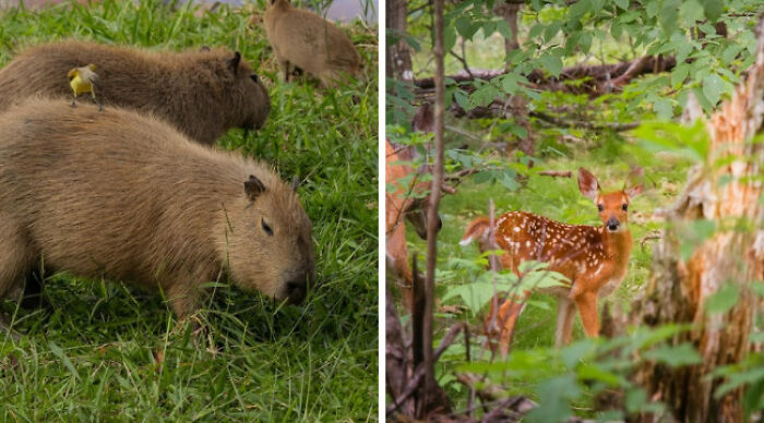 Capybaras grazing and a fawn in a lush forest setting, evoking thoughts of spending a night in nature.