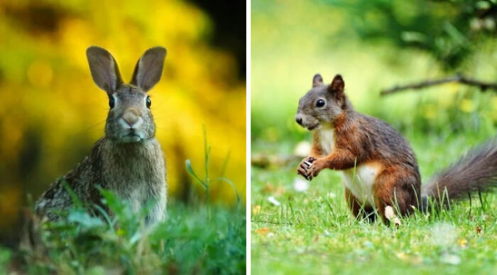 Rabbit and squirrel in a forest setting, depicting choices in nature.