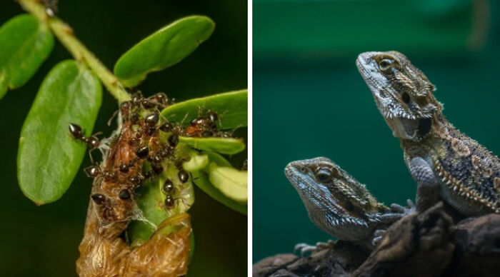 Ants on a leaf and lizards on a rock, depicting impossible choices in nature.