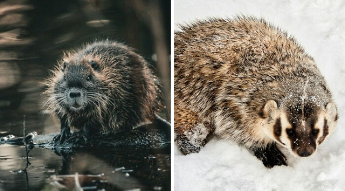 A muskrat in water and a badger in snow, showcasing wildlife in forest settings.