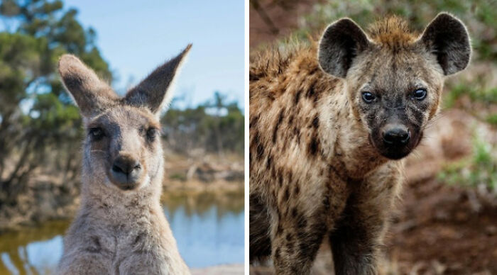 Kangaroo and hyena in the wild, illustrating impossible choices and nature's contrasts.
