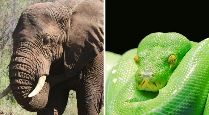 Elephant in a forest and a green snake against a black background, depicting impossible choices.