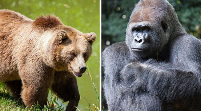 Bear walking in forest and gorilla sitting with arms crossed, illustrating impossible choices.
