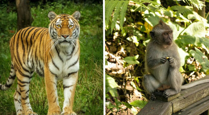Tiger in forest and monkey on log showcasing impossible choices in nature.
