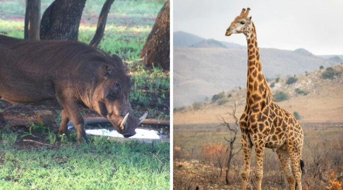 Warthog grazing and giraffe standing in a forest, illustrating impossible choices in nature.