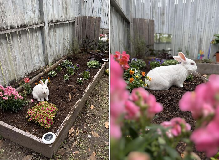 A white rabbit in a garden, surrounded by colorful flowers, creating a funny wholesome anniversary surprise.